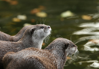 Close up of Oriental Short-Clawed Otters