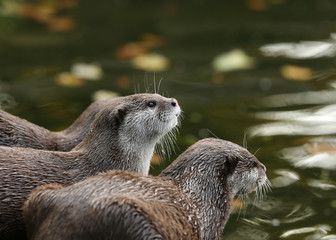 Close up of Oriental Short-Clawed Otters