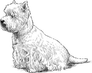 white terrier sits