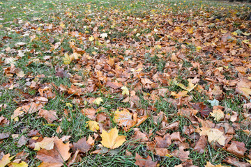 Fallen leaves on the grass in autumn Park.