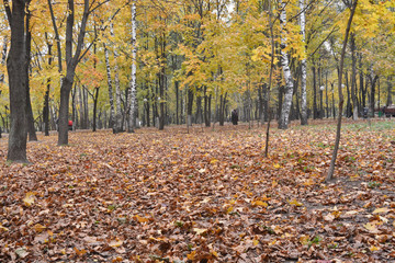 Fallen leaves in autumn Park.