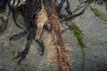 beach sea weeds background
