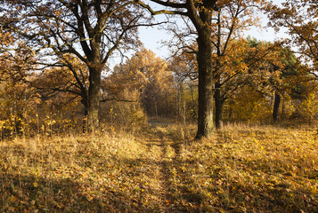 Fototapeta na wymiar trees in the autumn 