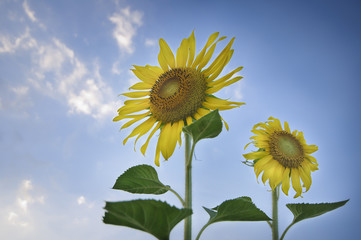 Sunflowers with bright blue sky, selective focus