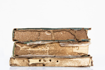 Close up  paper eaten by termite.
