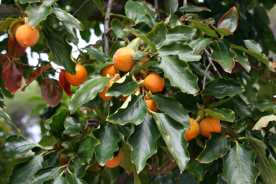 Kaki Baum Frucht