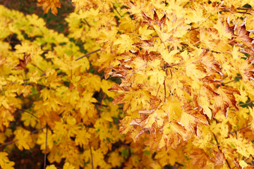 Naklejka na ściany i meble Colorful autumn leaves background/texture