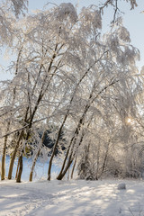 Beautiful forest landscape with trees in the snow and ski track