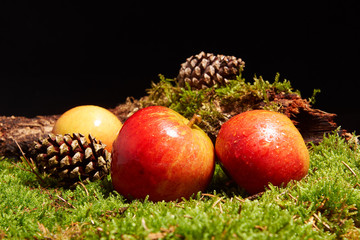 decoration with red apples, pine cone, an old branch and green moss