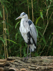 Portrait of a Grey Heron