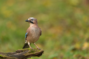 Eichelhäher, Eurasian jay, Garrulus glandarius
