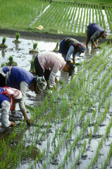 Workers in the rice fields in Dali, Yunnan Province, People's Republic of China