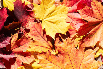 Colorful autumn leaves background/texture
