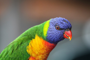 Allfarblori (Trichoglossus haematodus)