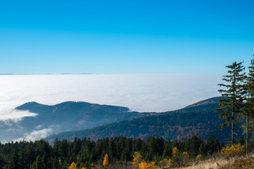 Black forest in autumn