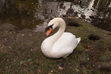 Adult trumpeter swan
