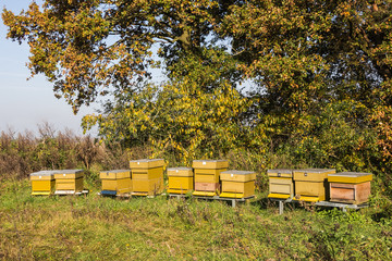 A row of yellow bee hives