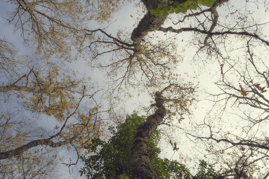 Fototapeta Forest