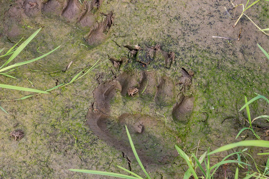 Fresh traces of brown bear