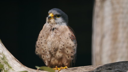 Rötelfalke