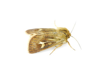 The nocturnal antler moth Cerapteryx graminis isolated on white background