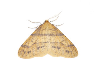 Scarce Umber geometridae moth on white background