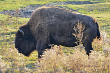 Buffalo, Bison, staning full profile, at NEW ZOO