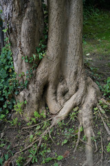 root of a tree