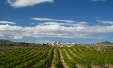 Fototapeta na wymiar Vineyards, wine on the Way of St. James, Zirauki, Navarra