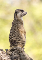 Meerkat