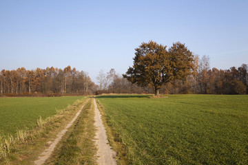  Rural Dirt road. 