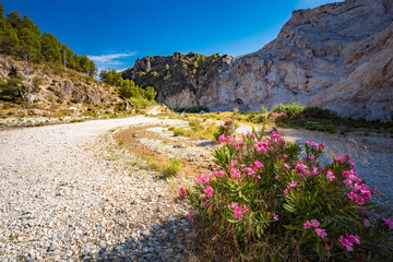Flowers Oleanders Blooming In Flowering In Dry River Bed Rio Chi