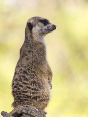 Meerkat