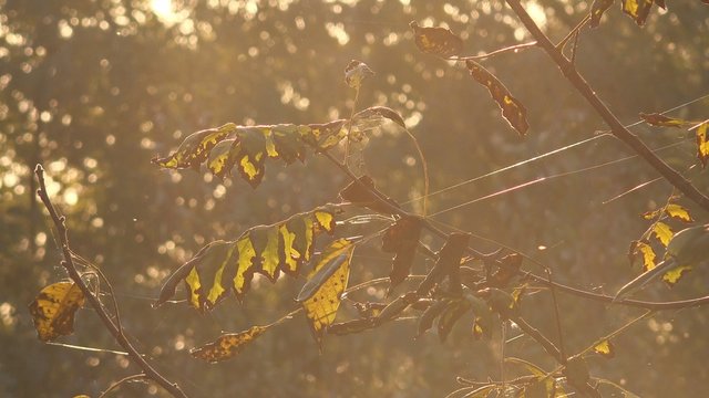 Walnut tree branches in autumn with dry leaves swaying on wind in sunset