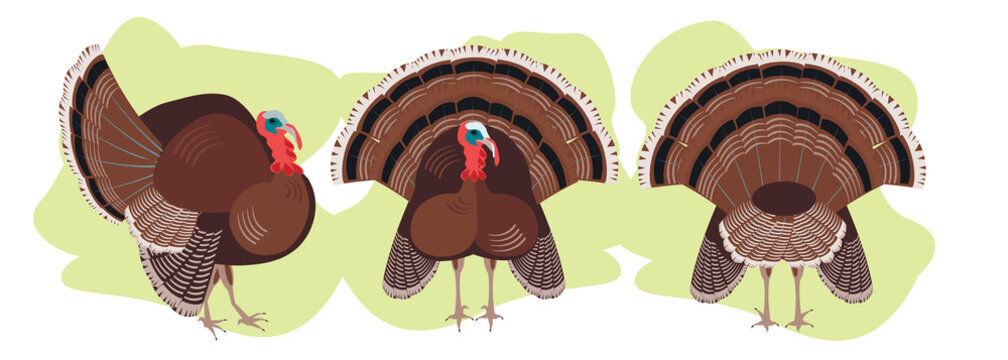 set Turkey birds in different positions, poultry agriculture, chicken farm. the main dish of thanksgiving, a family celebration. vector graphic, funny illustrations, cartoon