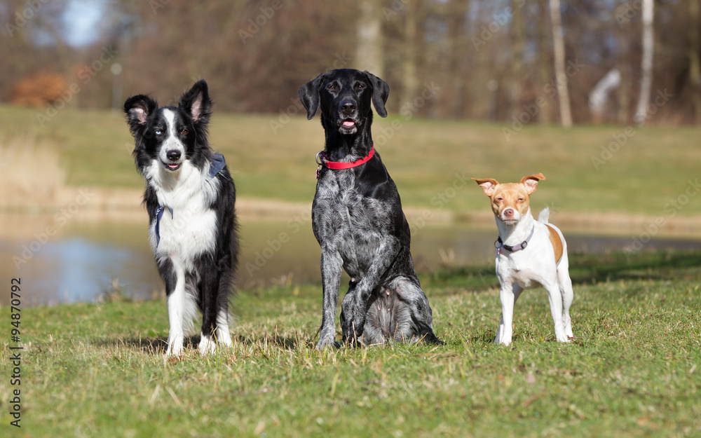 Wall mural Three dog outdoors in nature