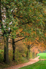 Herbst Wald Weg