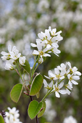 flowering amelanchier