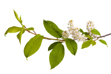 Obraz premium flowering bird-cherry tree on white background