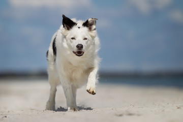 Border Collie dog running outdoors in nature
