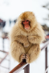 Naklejka premium Snow Monkey