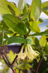 honeysuckles