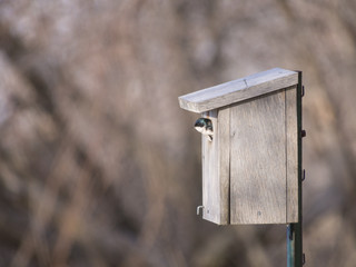 Swallow nesting