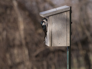 Swallow nesting