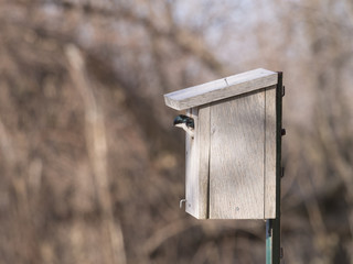 Swallow nesting