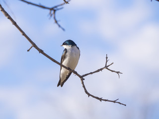 Swallow on a branch