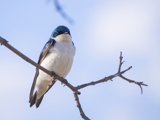 Swallo on a branch