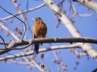 American Robin bird