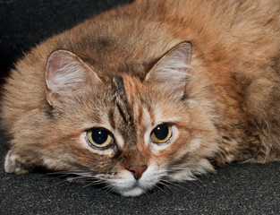 Tabby cat with big eyes