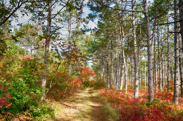 Autumn forest with pines stretching